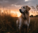GoldenPals Hundebürsten Hilfe Blogbeitrag
