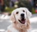 Golden Retriever als Therapiehund Leine und Geschirr Blogbeitrag