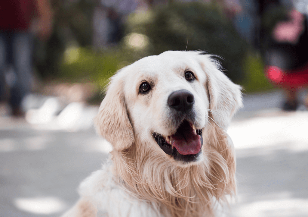 Golden Retriever als Therapiehund Leine und Geschirr Blogbeitrag