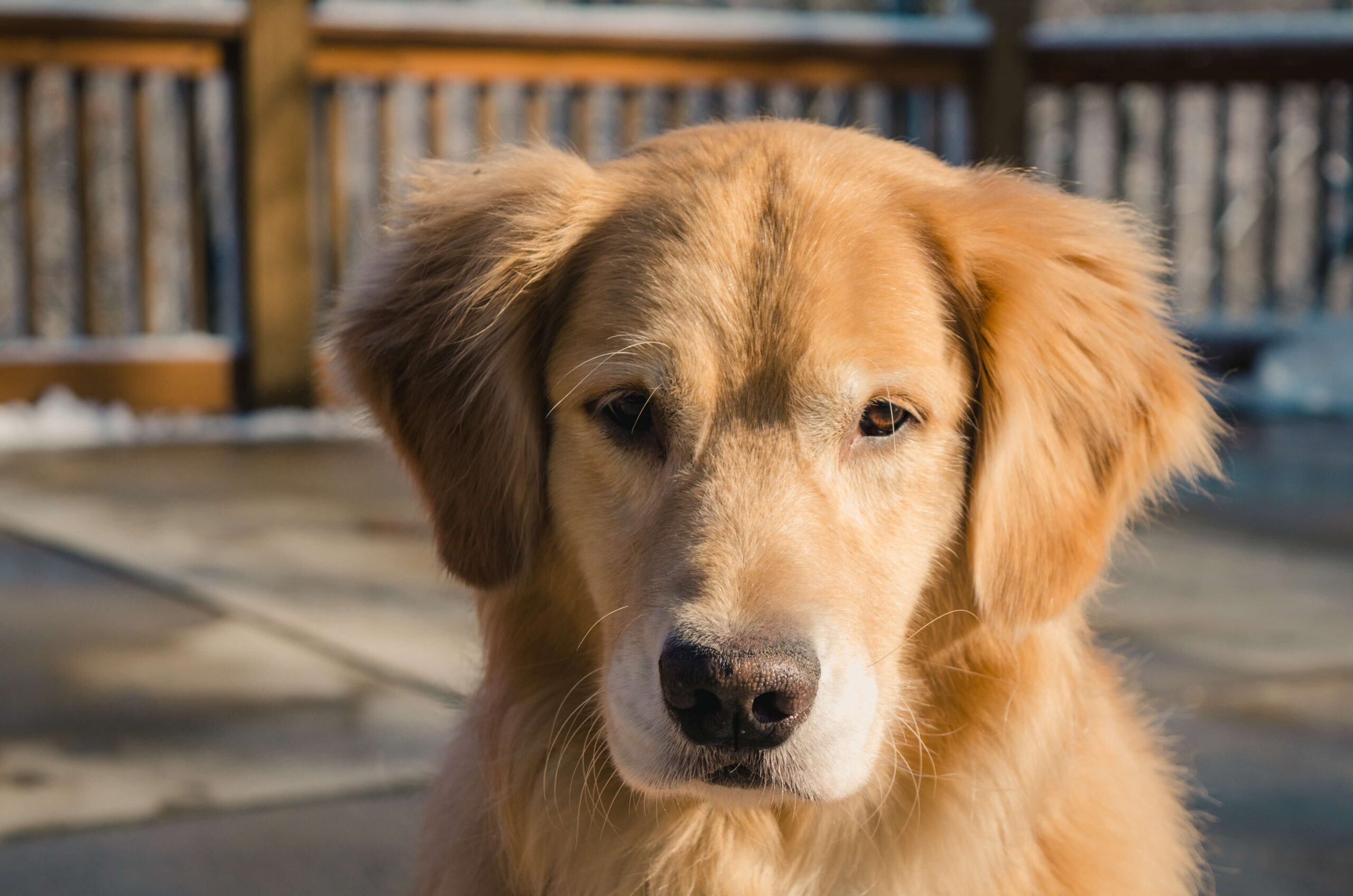 Dörrfleisch für Golden Retriever Hunde