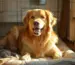 Hundebox für Golden Retriever