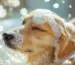 Flohshampoo Hund in der Badewanne