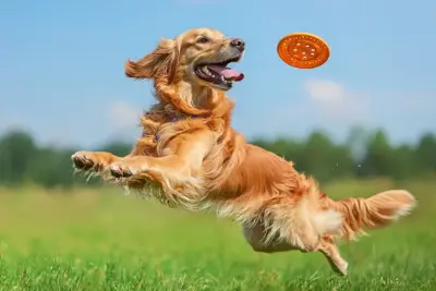 Frisbees für Hunde Blogbeitrag